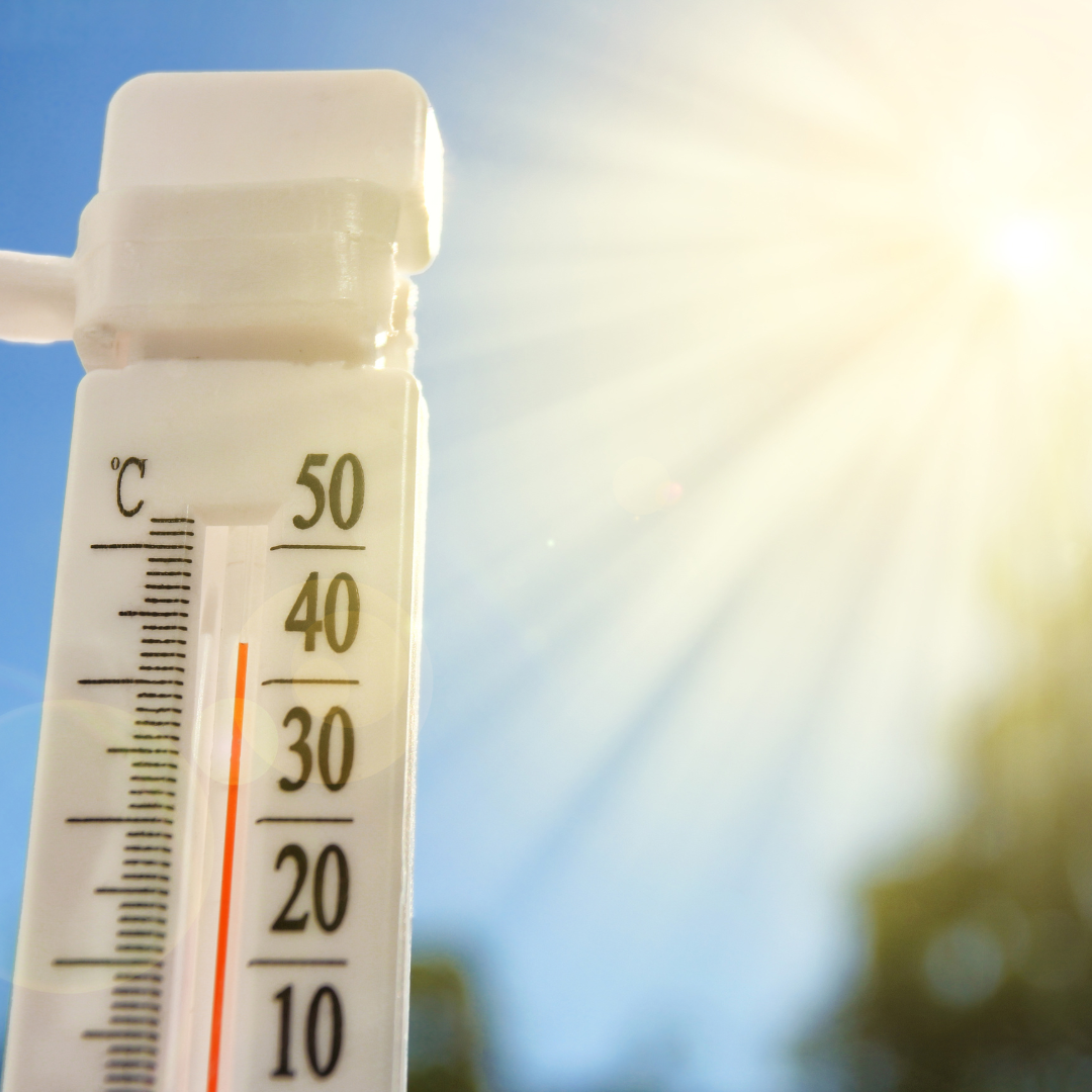 Tembikai mengandungi 92% air, membantu menyejukkan badan dalam cuaca panas Malaysia! 