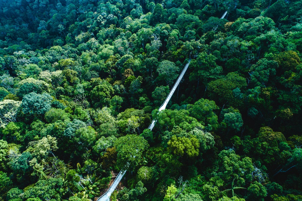 Melintasi Alam Hijau  – Jambatan kanopi di Teluk Bahang, tempat langur kelabu dan tupai melintas dengan selamat