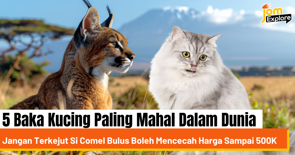 5 Baka Kucing Paling Mahal Dalam Dunia